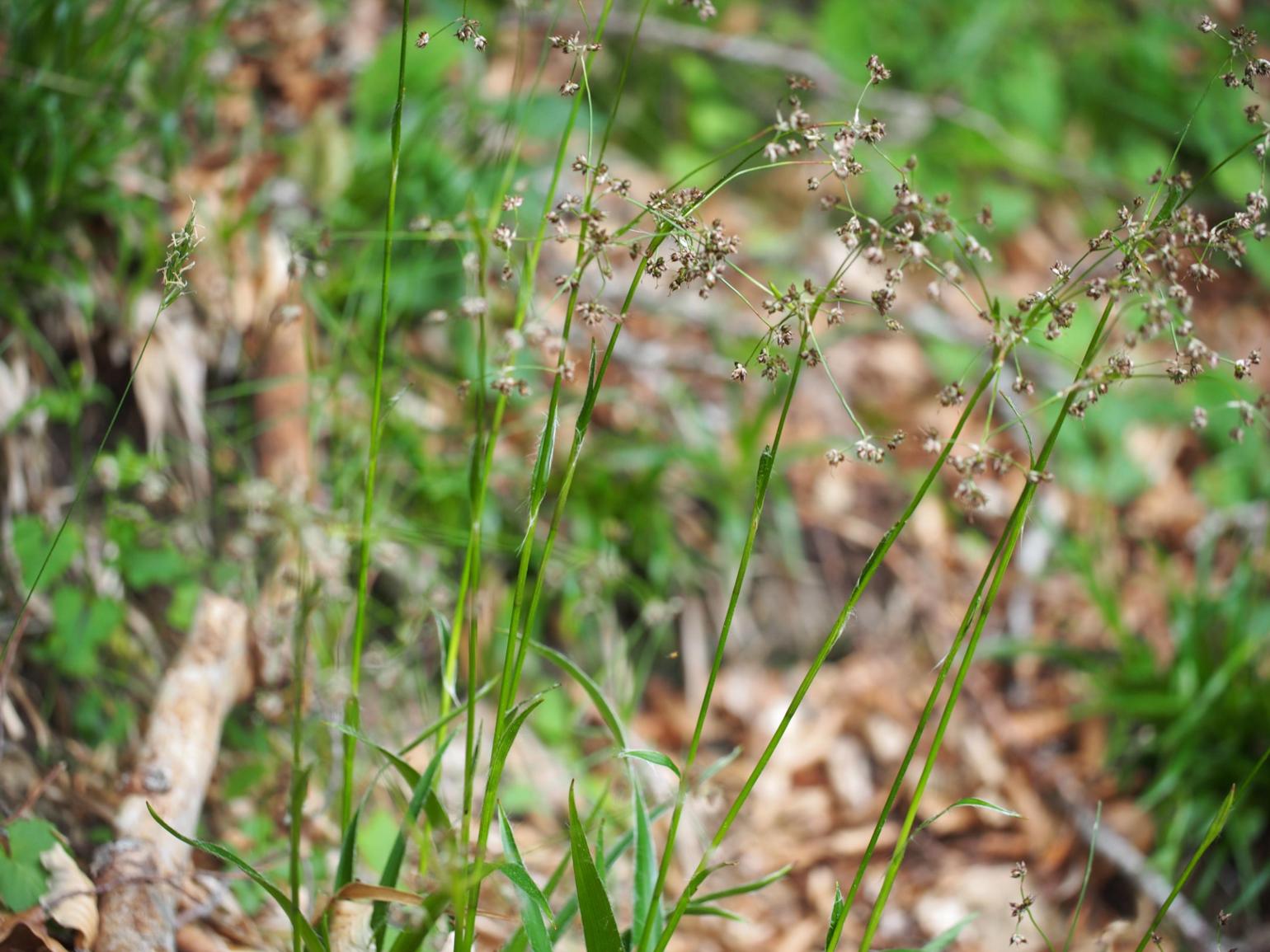 Woodrush, Greater